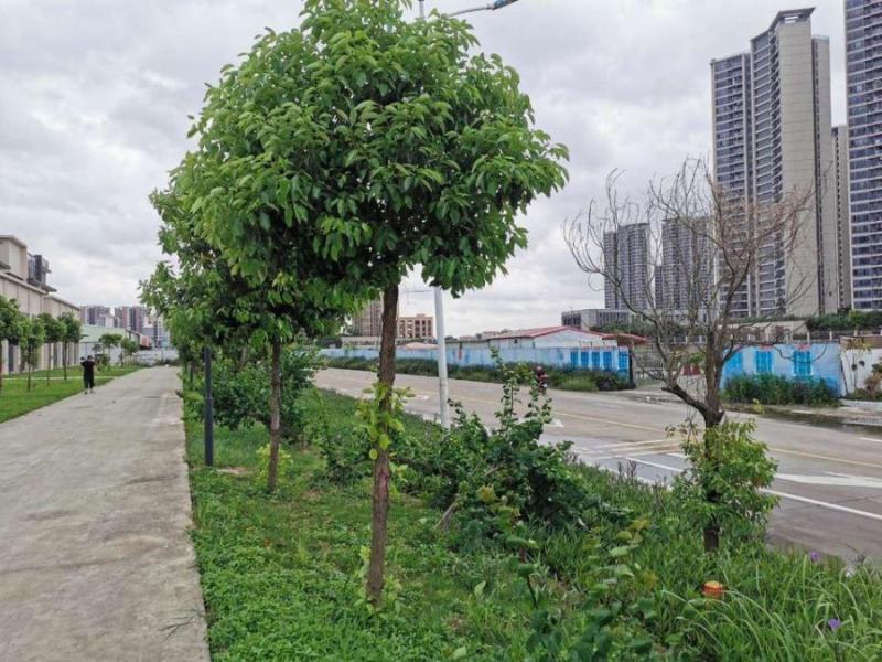 中山市三角镇旭日盛世园4幢103房的房地产法拍房图片4